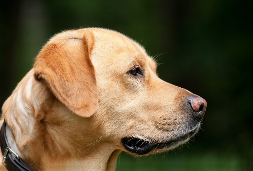 Labrador Retriever haircuts