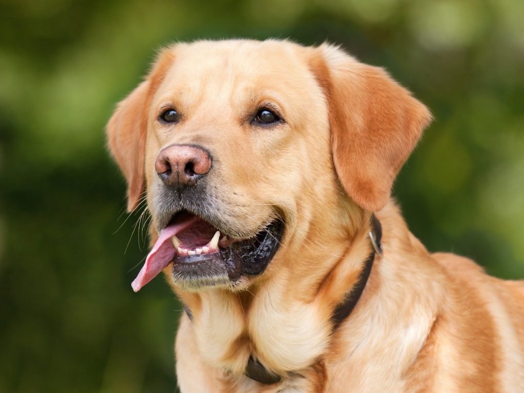 Labrador Retriever grooming