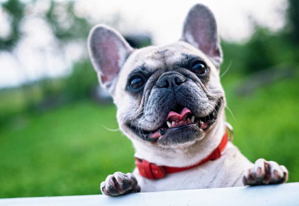 french bulldog bathing