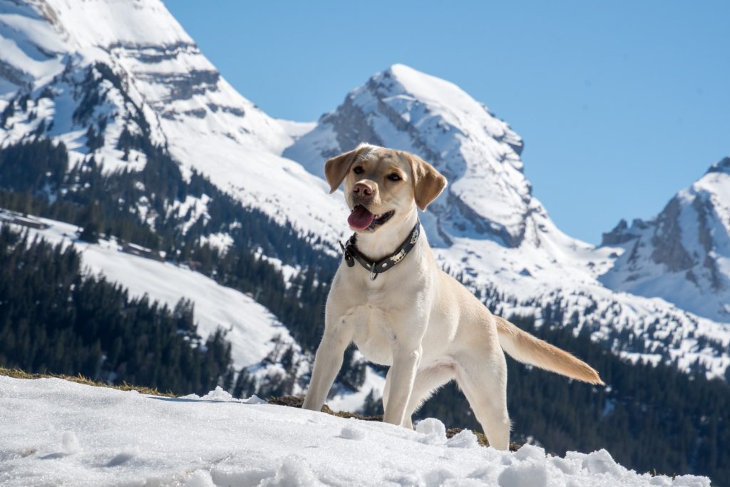 How to groom a labrador