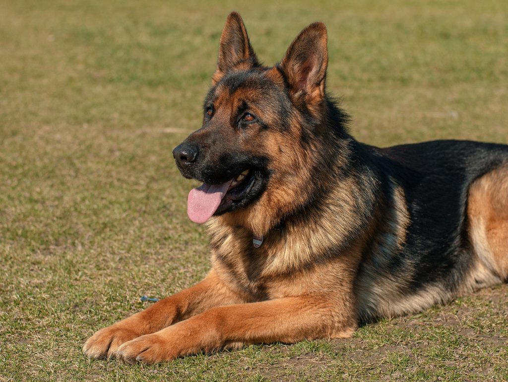 German shepherd coat clearance care