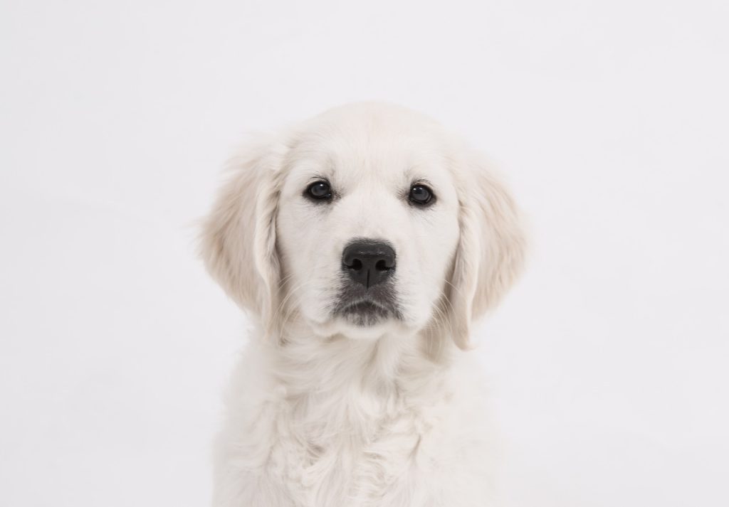 how to trim a golden retriever's ears