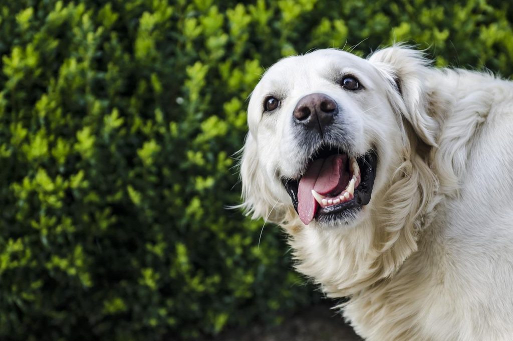 golden retriever coats