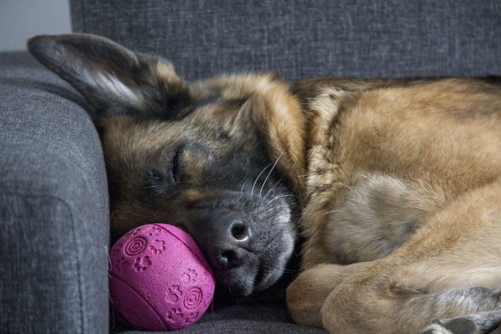 grooming for german shepherds