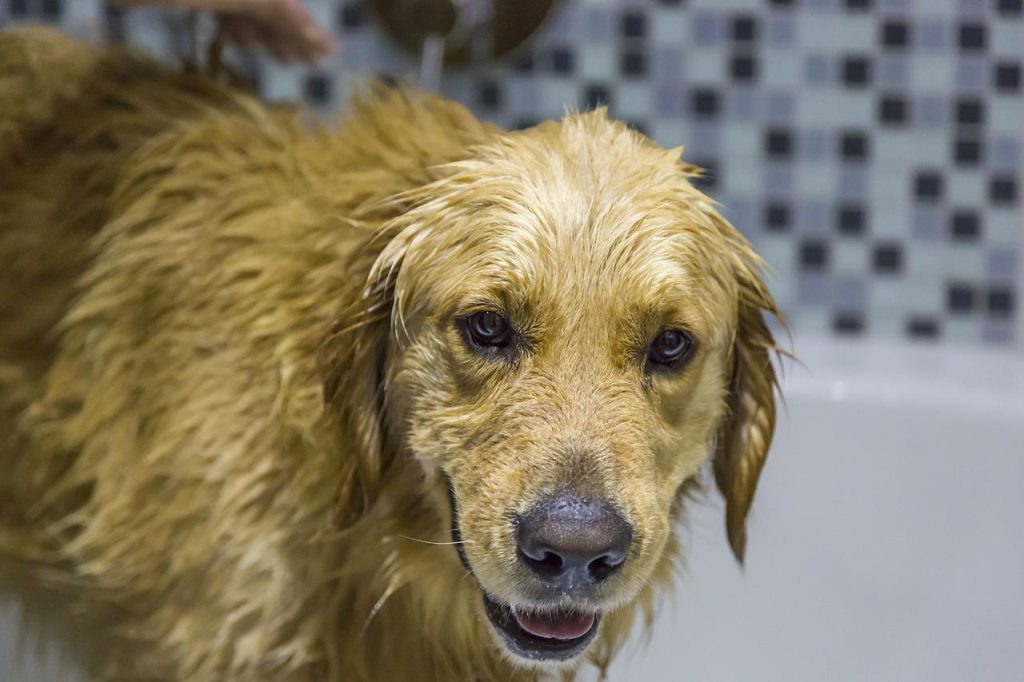 dog bathtub