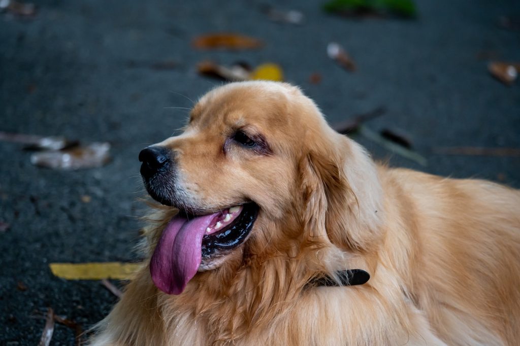 how to groom a retriever