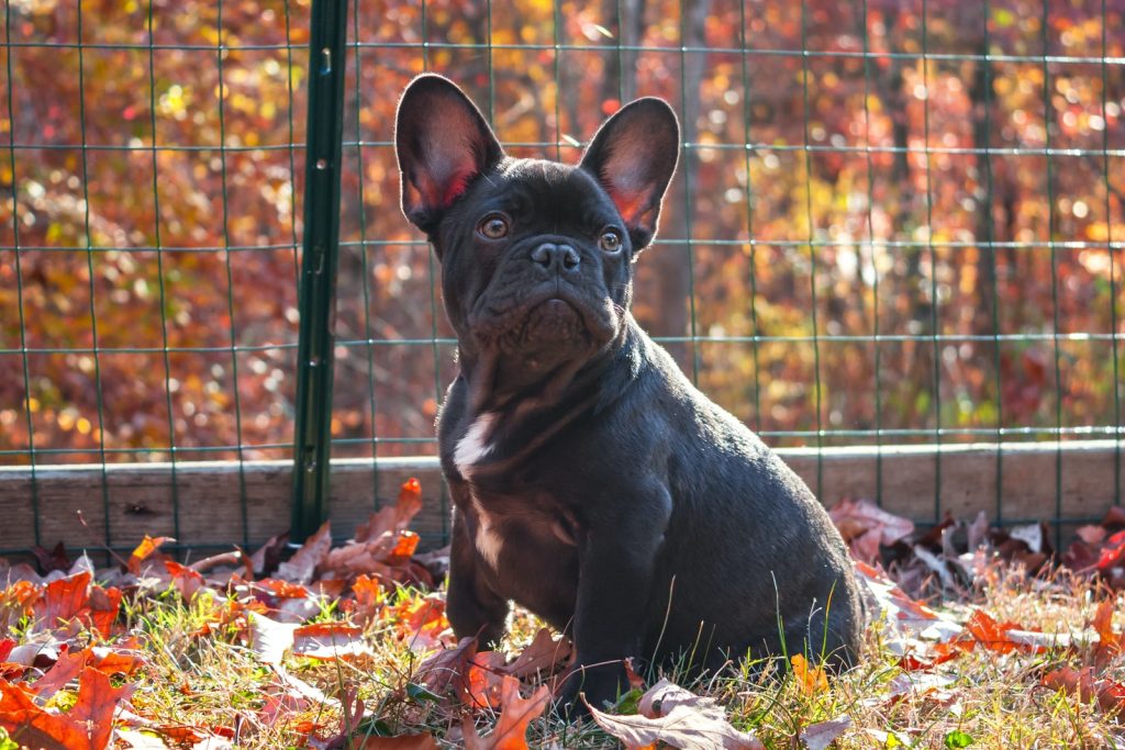 are french bulldogs born with a long tail