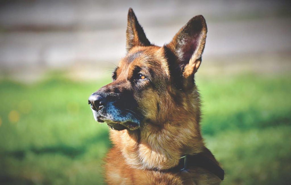 German shepherd dog store maintenance