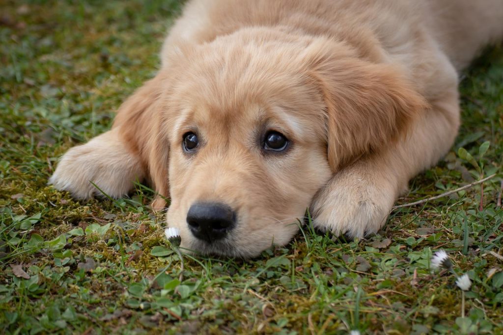 Golden Retriever Grooming