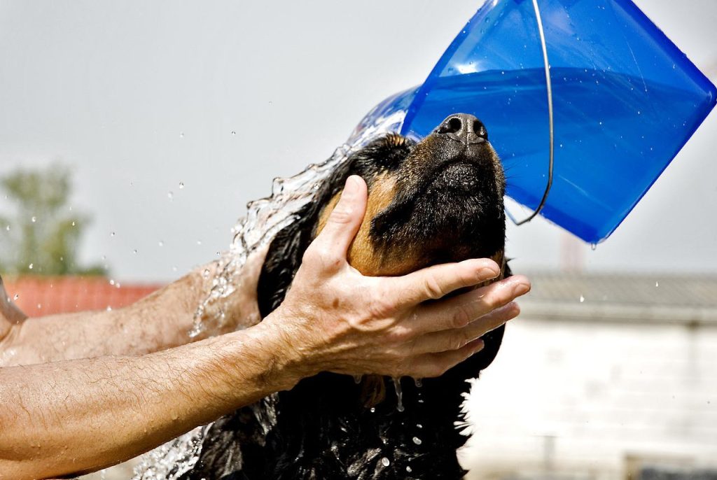 dog bathing tub