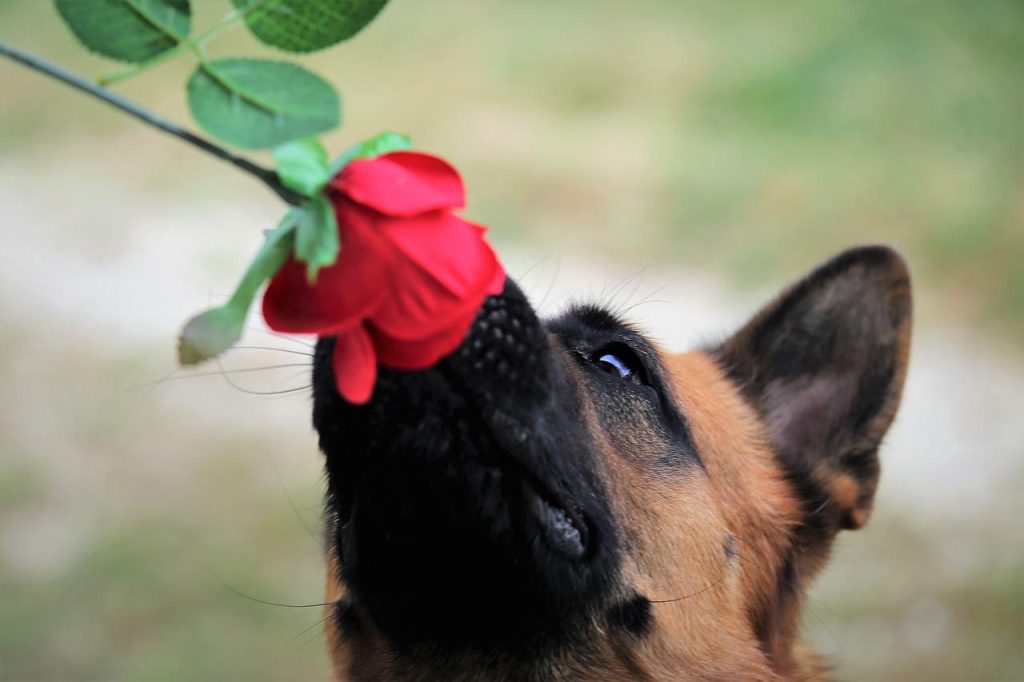 grooming german shepherds