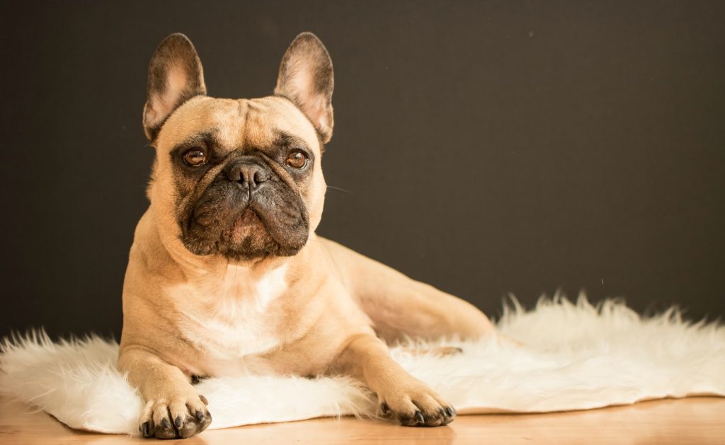 French clearance bulldog grooming