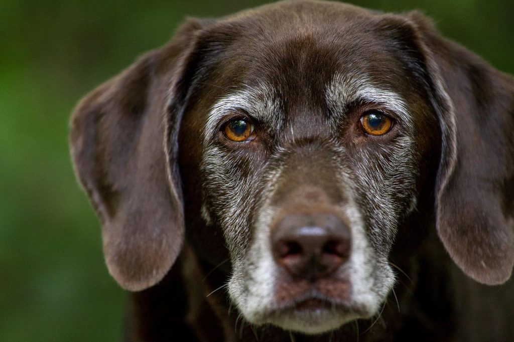 grooming labrador