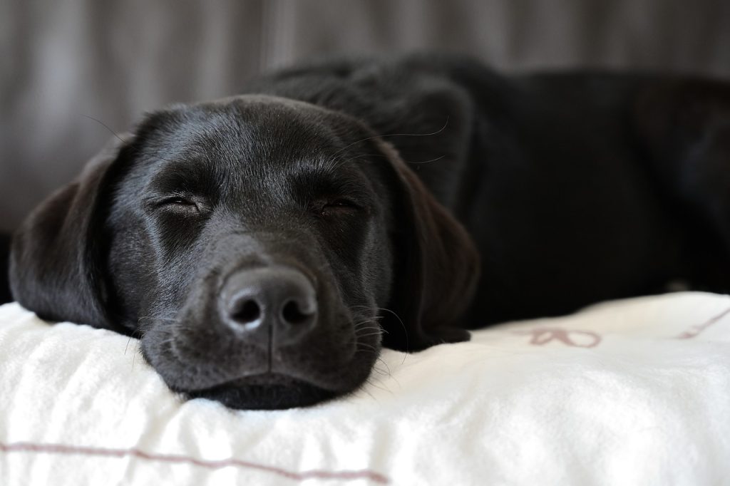 grooming a labrador retriever