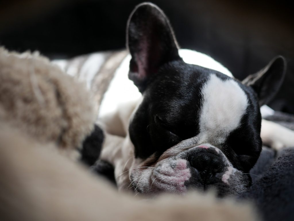 french bulldog haircuts