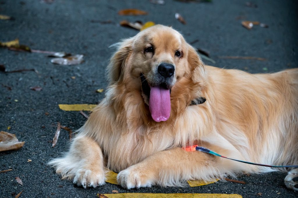 golden retriever grooming supplies