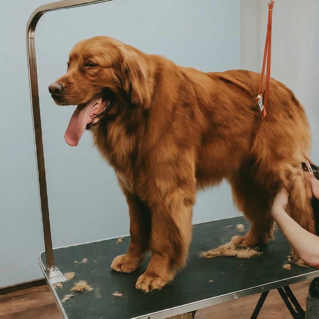 Dog Clipping Scissors