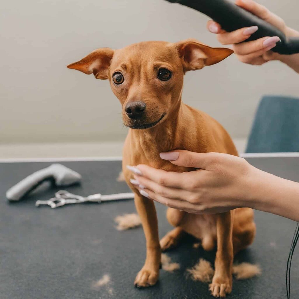 Dog Groomer Self Service