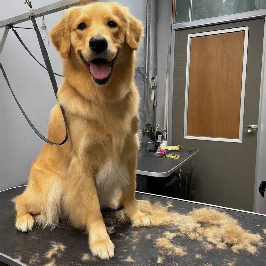 Dog Grooming Self Service