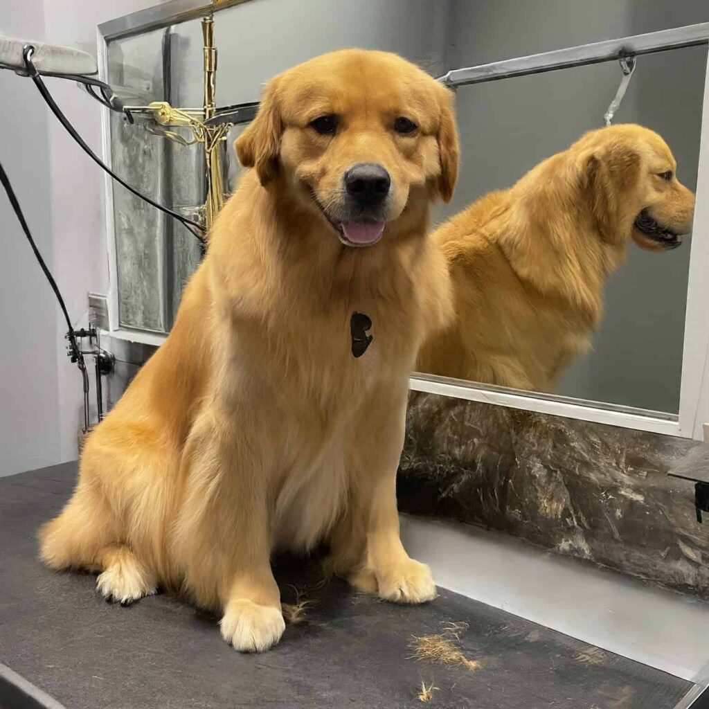 Dog Grooming Station