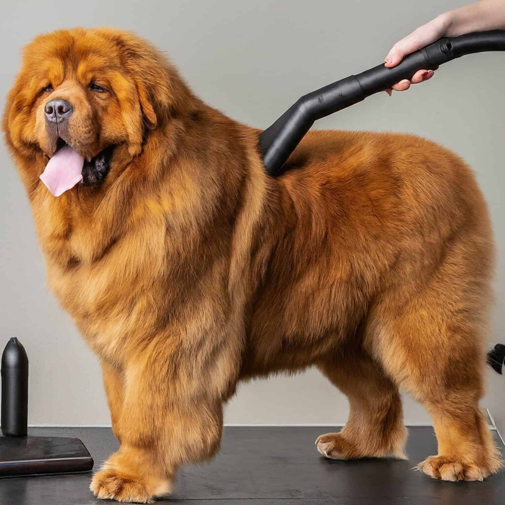 Dog Grooming Vacuum Kit