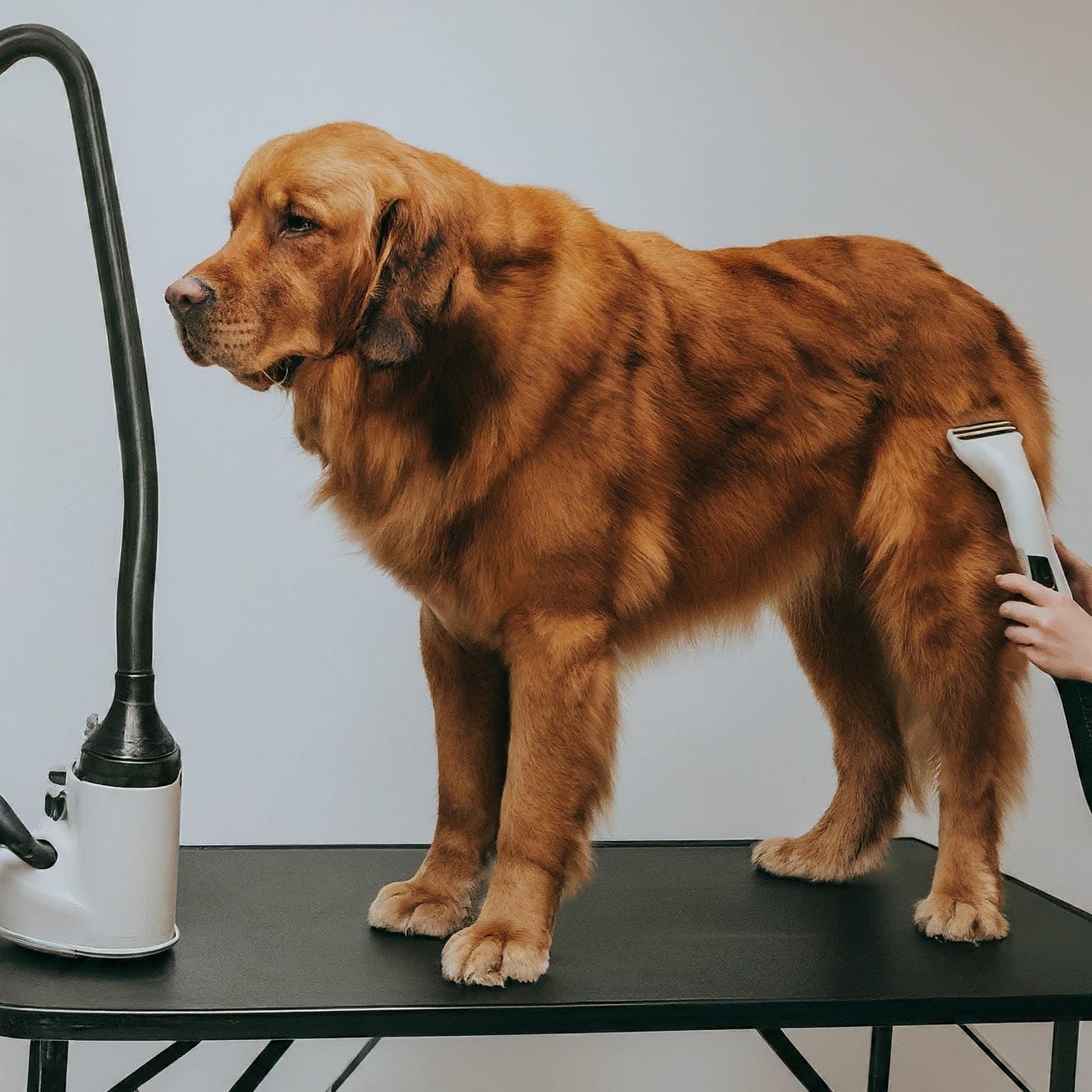 Dog Grooming With Vacuum