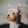 shallow focus photography of Yorkshire terrier