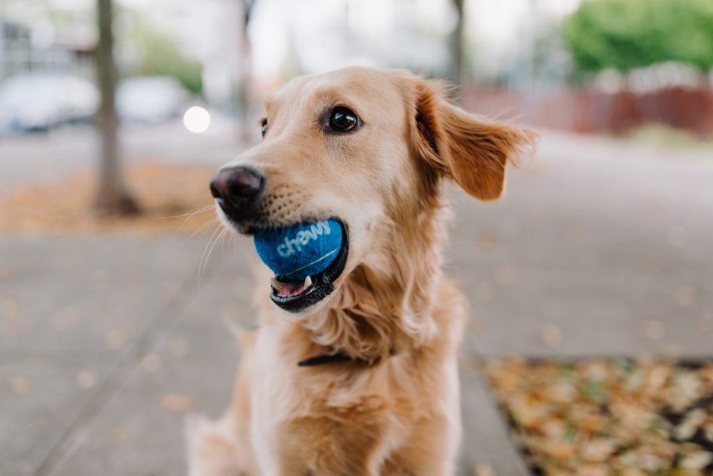 grooming golden retriever