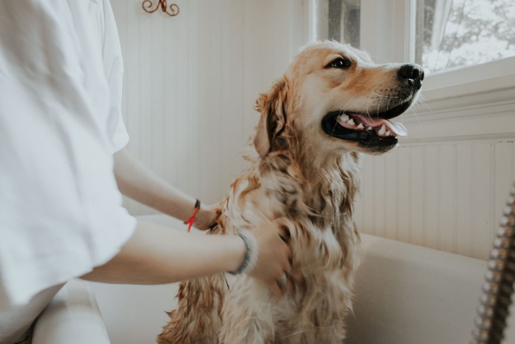 dog grooming tub hair trap