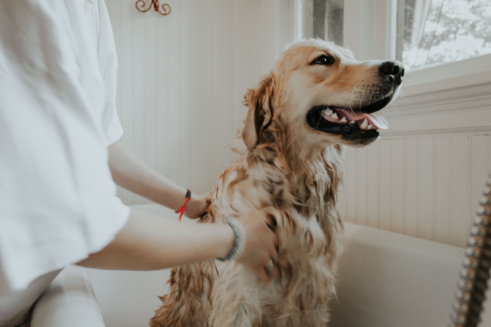 how do professionals groom dogs