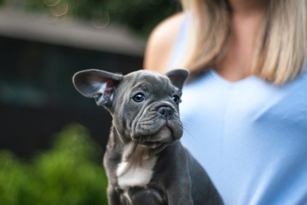 grooming a french bulldog