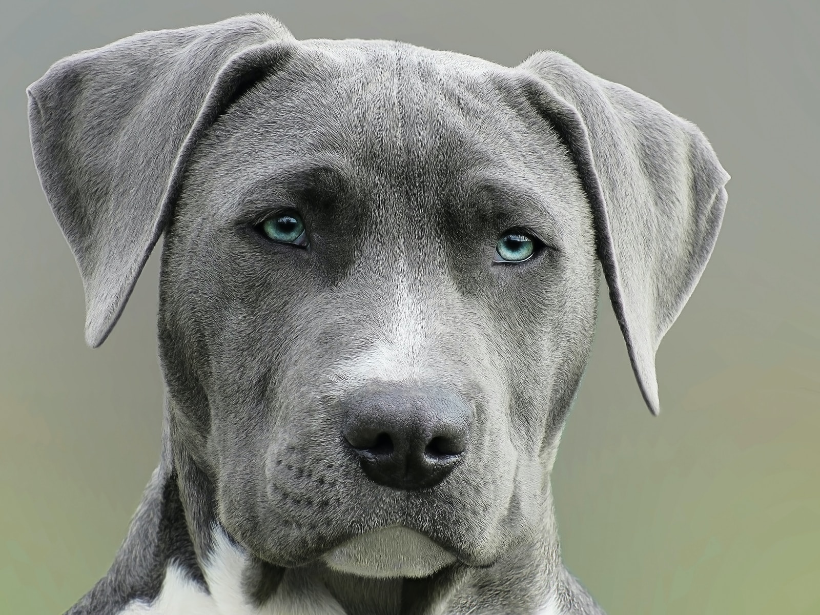 focus photography of grey dog during daytime