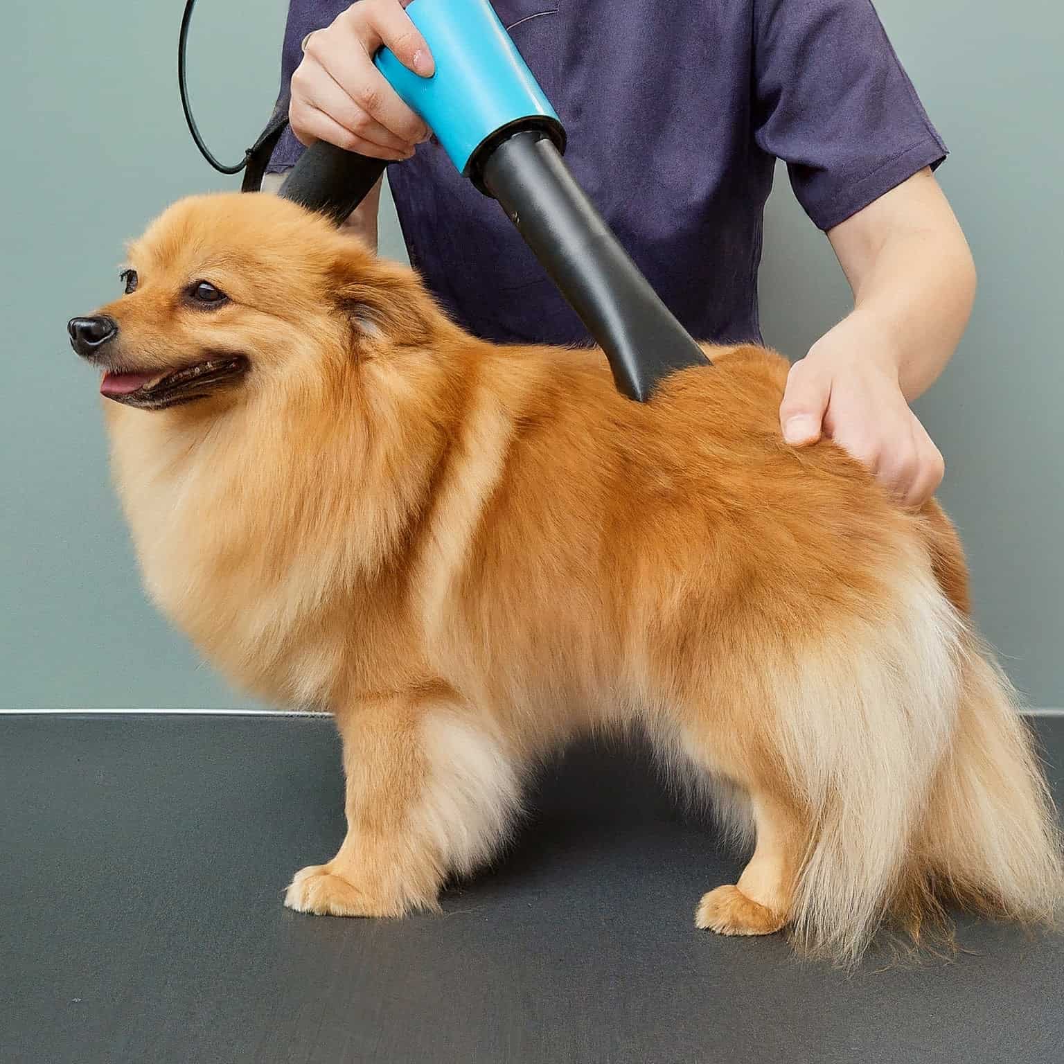 Best Dog Grooming Vacuum Attachments for Efficient Pet Hair Removal