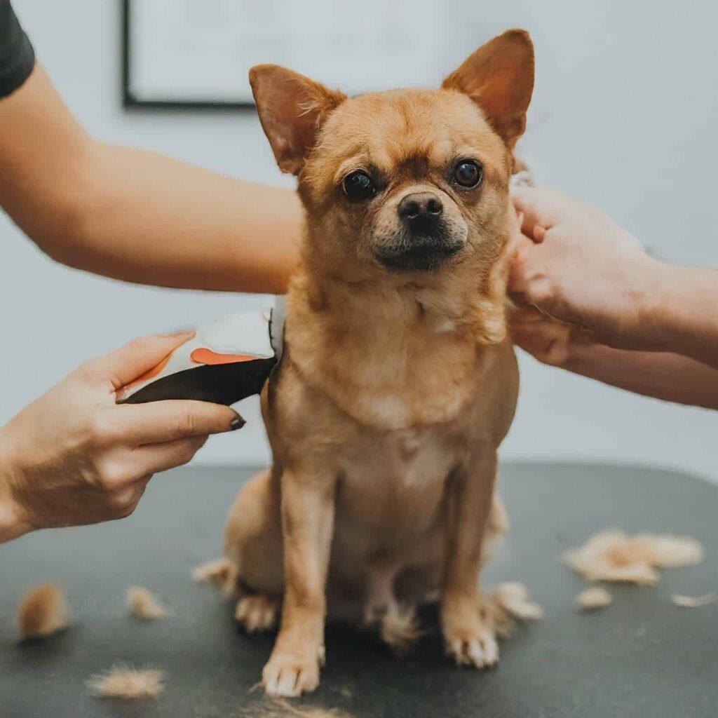 Puppy Grooming Clippers