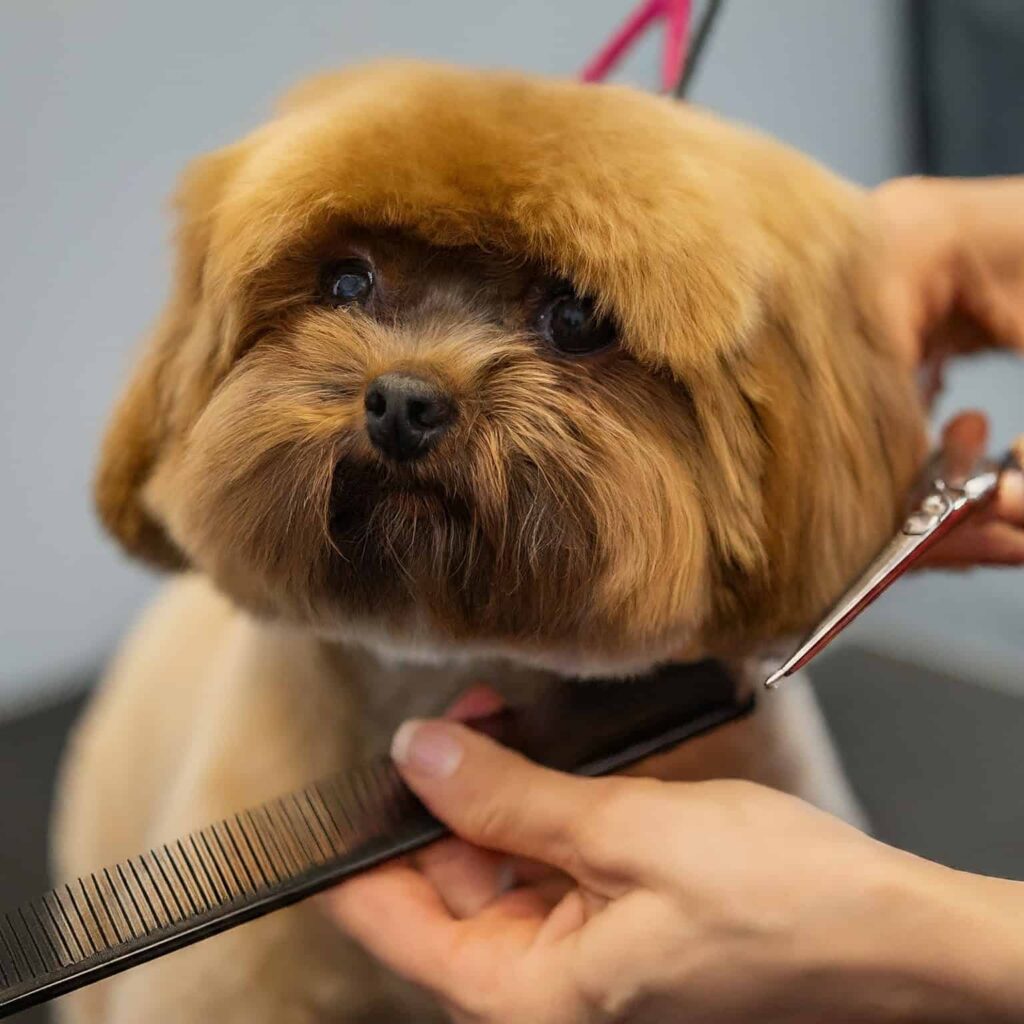 Puppy Grooming Scissors