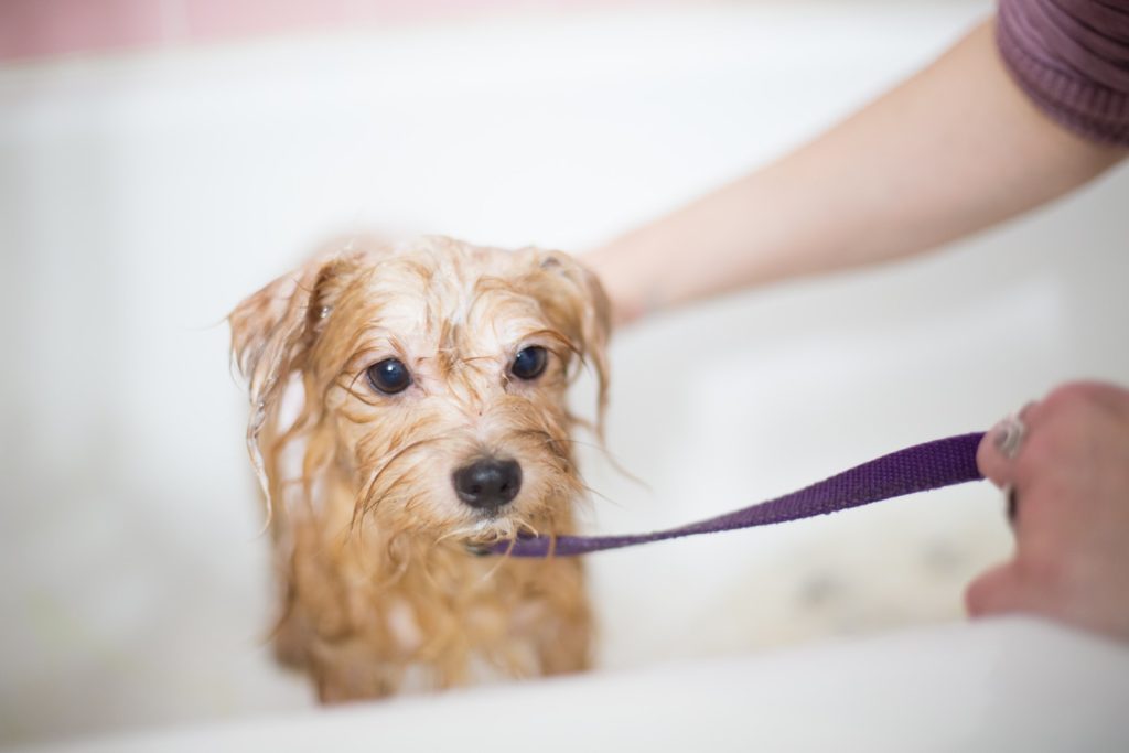 dog grooming tub accessories