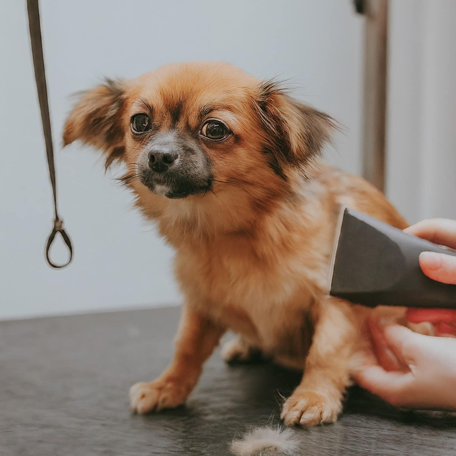 View of Dog Grooming Self-Service: A Practical Guide for Pet Owners - Dog Grooming