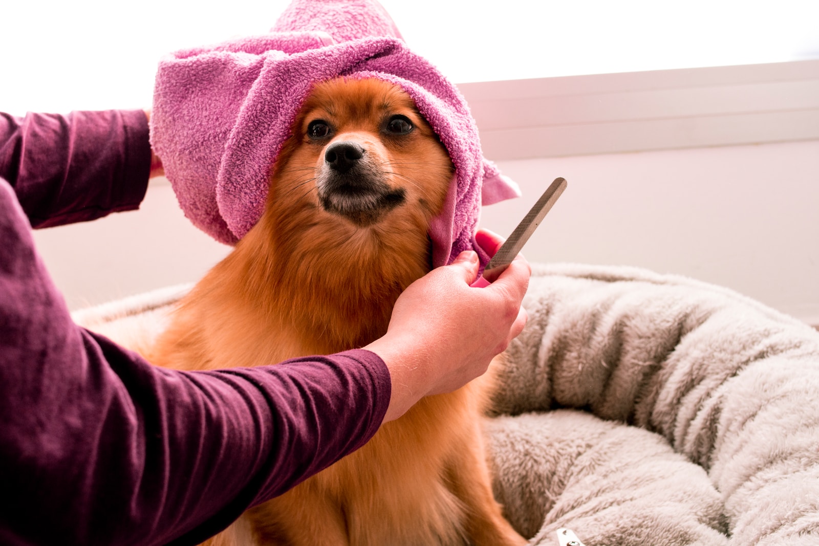 dog grooming schools